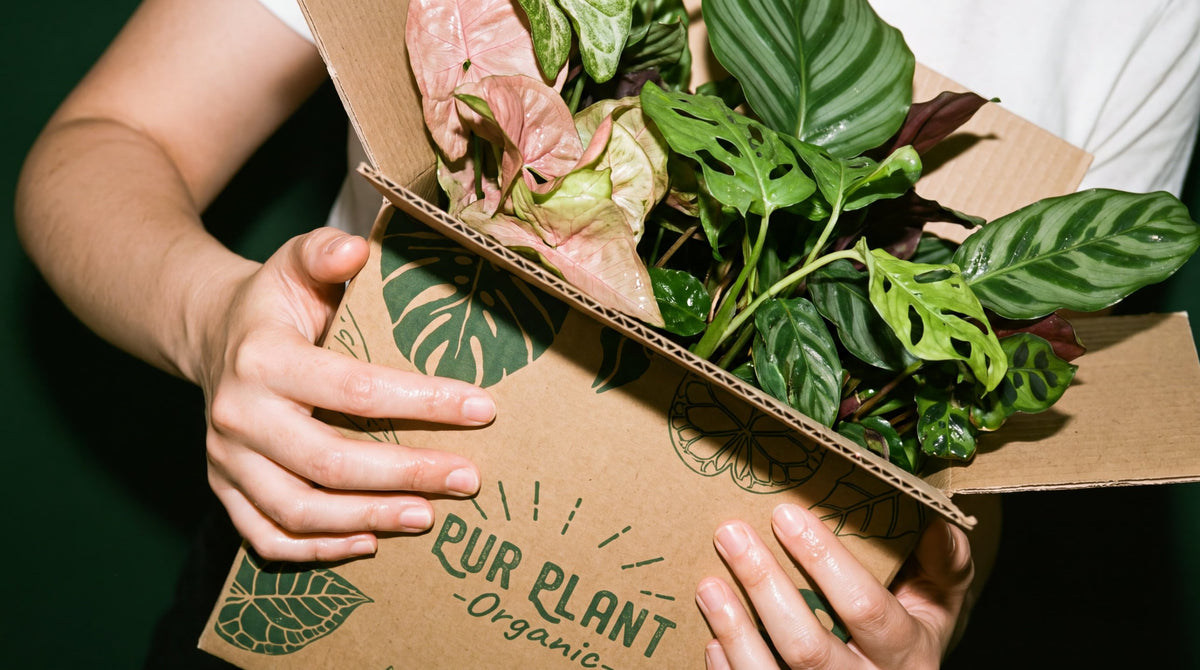 black friday header box pur plant