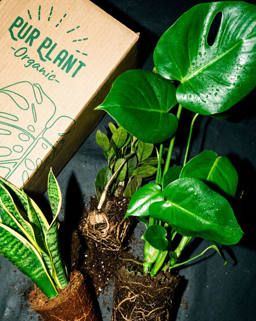 Black Friday en Plantas