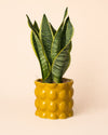 Bob – Maceta Cerámica Amarilla M 12 cm - Pur Plant