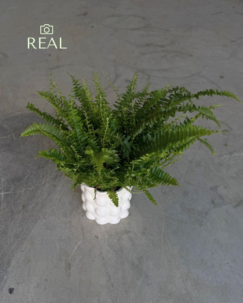 Bob – Maceta Cerámica Blanca M 12 cm - Pur Plant