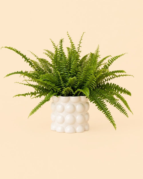 Bob – Maceta Cerámica Blanca M 12 cm - Pur Plant
