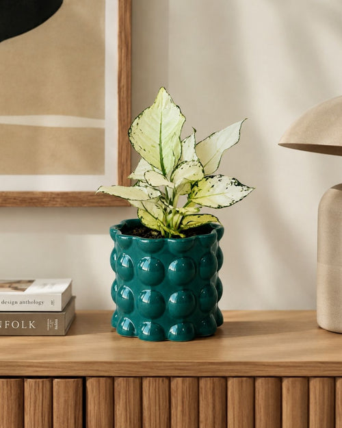 Bob – Maceta Cerámica Esmeralda M 12 cm - decoracion - Pur Plant