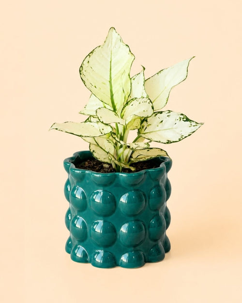 Bob – Maceta Cerámica Esmeralda M 12 cm - planta natural - Pur Plant