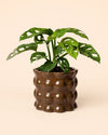 Bob – Maceta Cerámica Marrón M 12 cm - Pur Plant