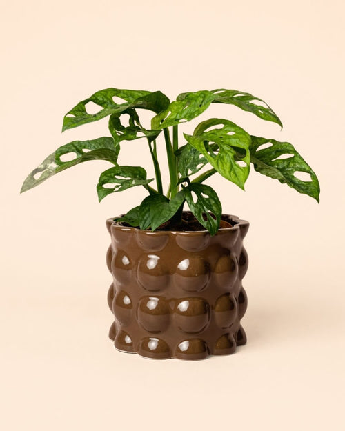 Bob – Maceta Cerámica Marrón M 12 cm - Pur Plant
