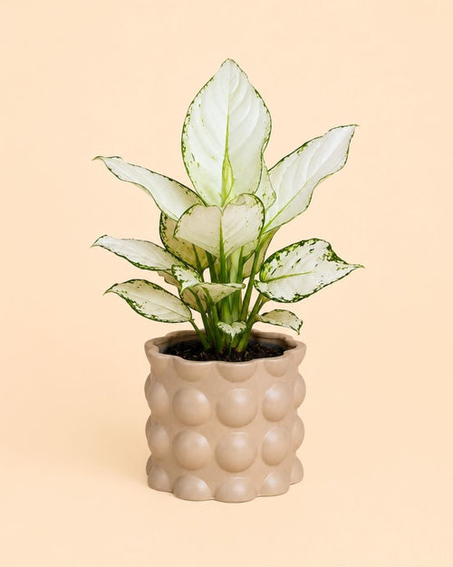 Bob – Maceta Cerámica Moca M 12 cm - Pur Plant