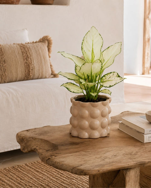 Bob – Maceta Cerámica Moca M 12 cm - Pur Plant