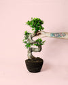 Bonsái Ficus Ginseng XL - Pur Plant