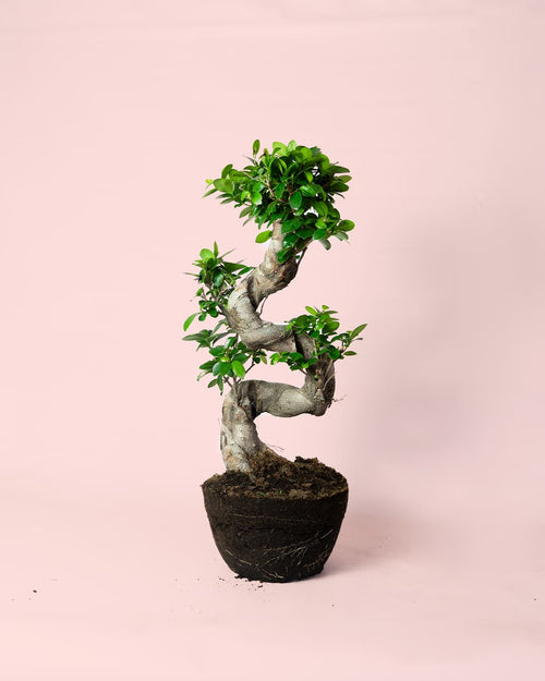 Bonsái Ficus Ginseng XL - Pur Plant