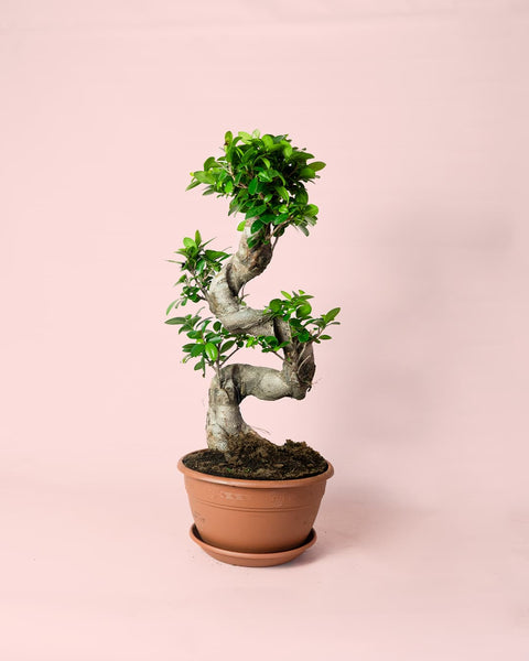Bonsái Ficus Ginseng XL
