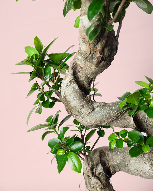 Bonsái Ficus Ginseng XL - Pur Plant
