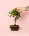 Bonsái Ficus Retusa - Pur Plant