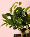 Bonsái Ficus Retusa - Pur Plant