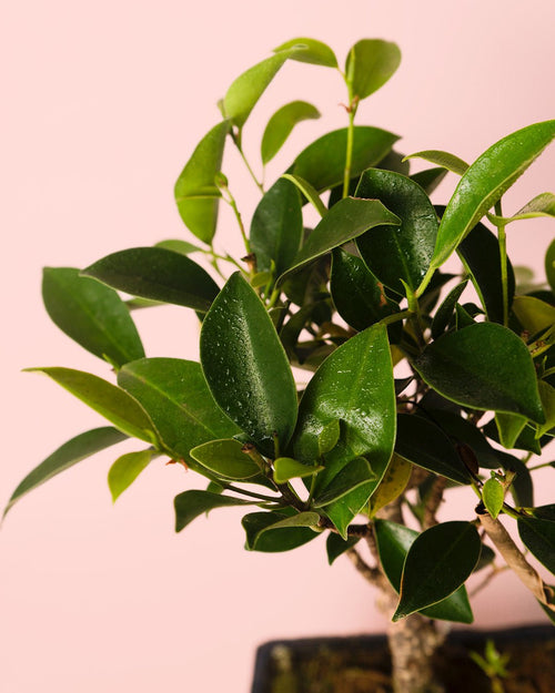 Bonsái Ficus Retusa - Pur Plant