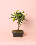 Bonsái Ficus Retusa