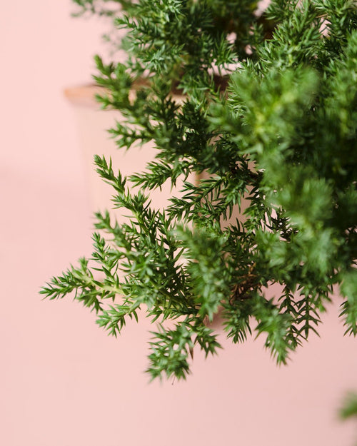 Bonsái Juniperus Cascade - Pur Plant