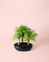 Bonsái Metasequoia