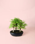 Bonsái Metasequoia
