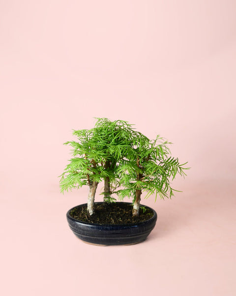 Bonsái Metasequoia