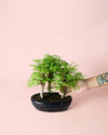 Bonsái Metasequoia - Pur Plant