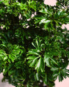 Bonsái Polyscias Fruticosa M - Pur Plant