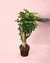 Bonsái Polyscias Fruticosa M - Pur Plant