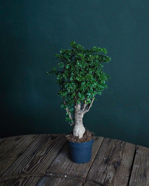 Bonsái Polyscias Fruticosa M - Pur Plant