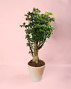 Bonsái Polyscias Fruticosa M - Pur Plant