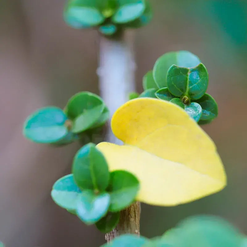 Problemas Plantas Bonsái