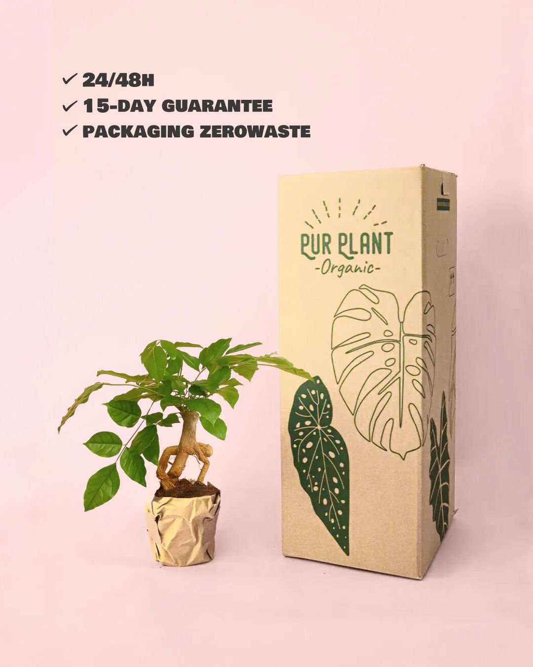 Bonsái Radermachera Sinica + maceta cerámica blanca - Pur Plant