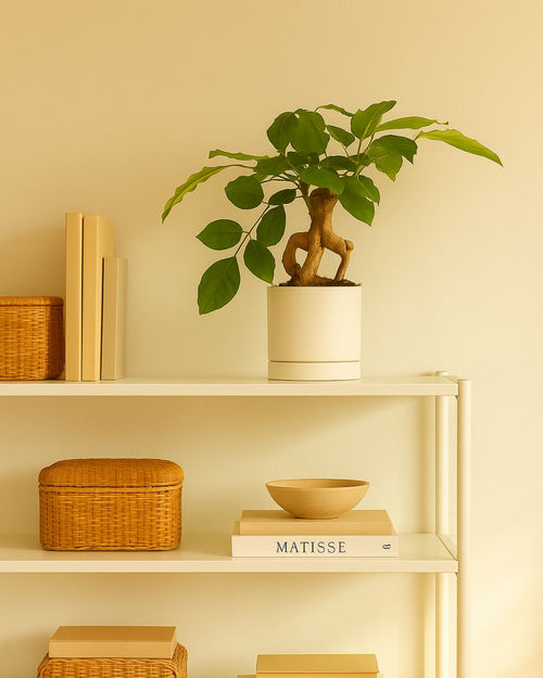 Bonsái Radermachera Sinica + maceta cerámica blanca - Pur Plant
