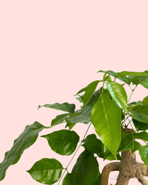 Bonsái Radermachera Sinica + maceta cerámica blanca - Pur Plant