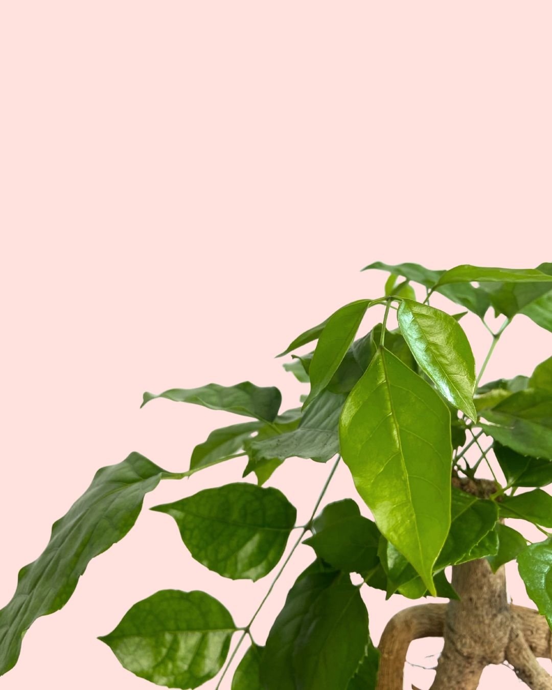 Bonsái Radermachera Sinica + maceta cerámica negra - Pur Plant