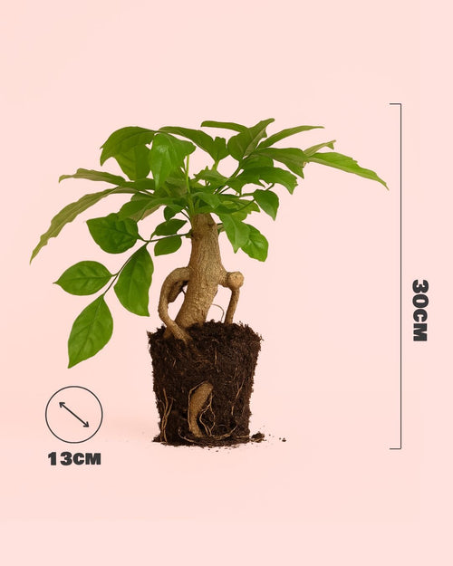 Bonsái Radermachera Sinica + maceta cerámica negra - Pur Plant