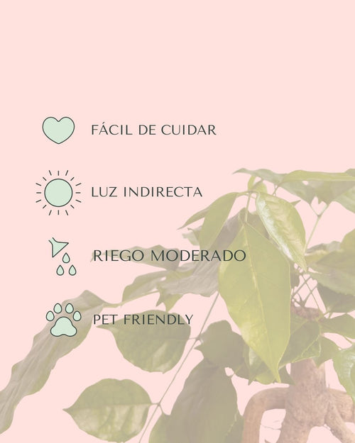 Bonsái Radermachera Sinica + maceta cerámica negra - Pur Plant