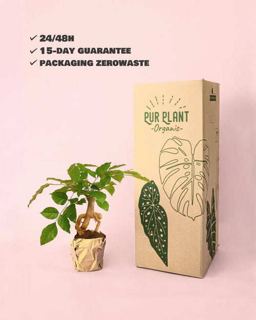 Bonsái Radermachera Sinica + maceta cerámica negra - Pur Plant