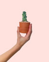 Booby Cactus Mini - Pur Plant
