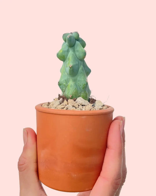Booby Cactus Mini - Pur Plant