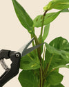 Botanic Tools – Limpia, Poda y Trasplanta - Pur Plant