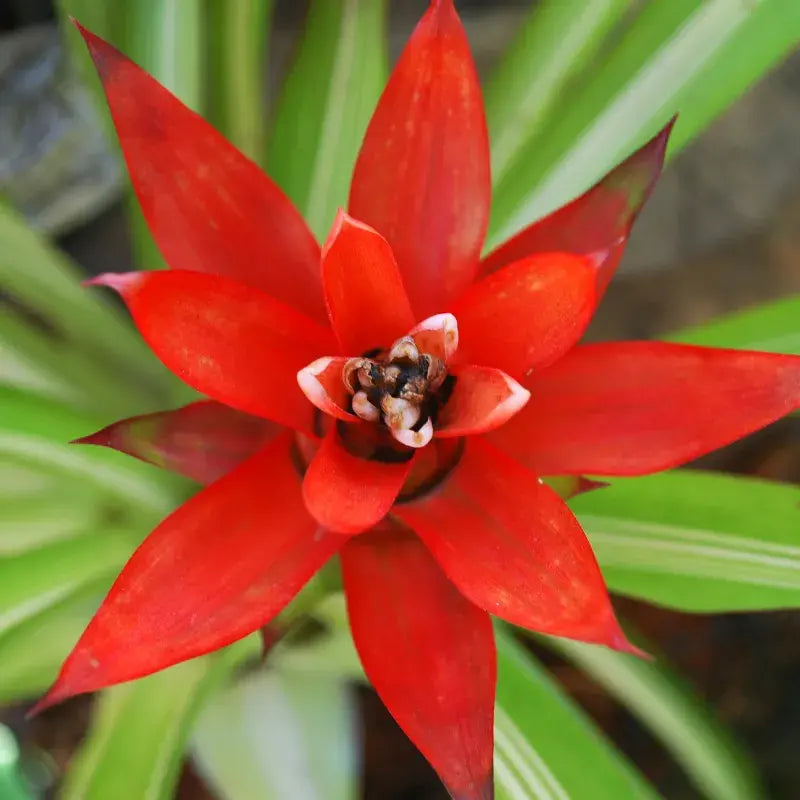 Cómo Cuidar Bromelia