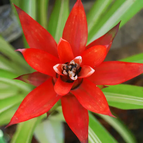 Cómo Cuidar Bromelia