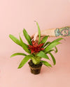 Bromelia Guzmania Mix - Pur Plant