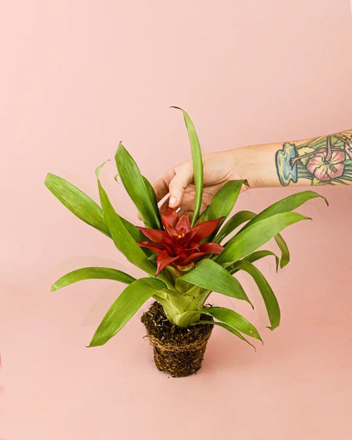Bromelia Guzmania Mix - Pur Plant