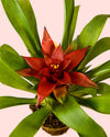 Bromelia Guzmania Mix - Pur Plant