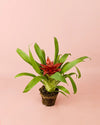 Bromelia Guzmania Mix - Pur Plant