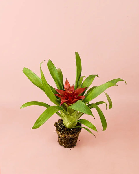 Bromelia Guzmania Mix