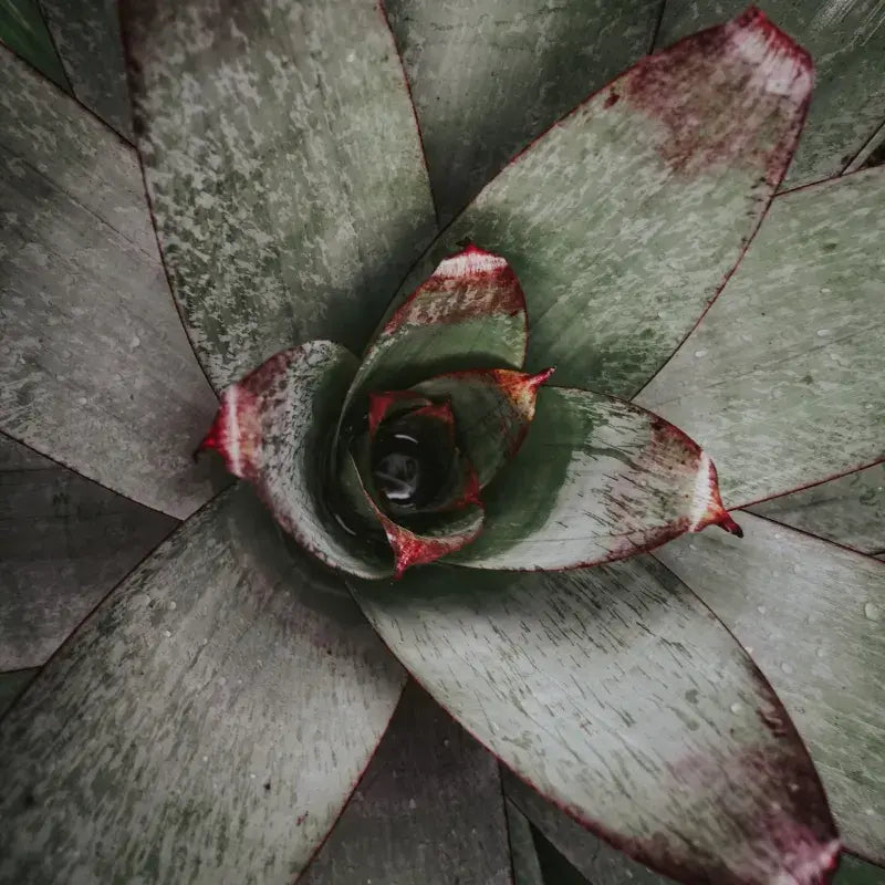 Problemas Plantas Bromelia