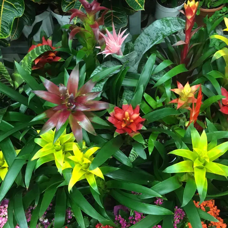 Tipos de Bromelia