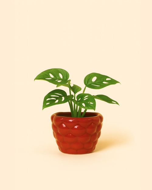 bubble-mini-maceta-roja planta