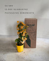 buganvilla-amarilla-L-packaging